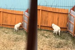 不知道好朋狗已經離開 黃金獵犬「天天隔著籬笆狂吠」：今天會來吧？